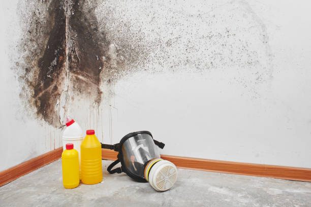 Best Certified Mold Removal  in Mantachie, MS