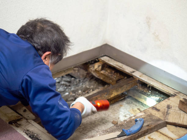 Best Mold Remediation  in Mantachie, MS
