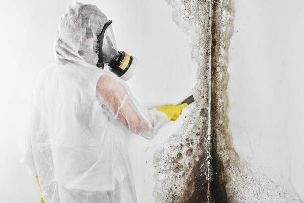 Best Mold Cleaning Services  in Mantachie, MS