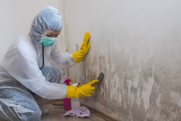 Best Best Mold Removal Companies  in Mantachie, MS
