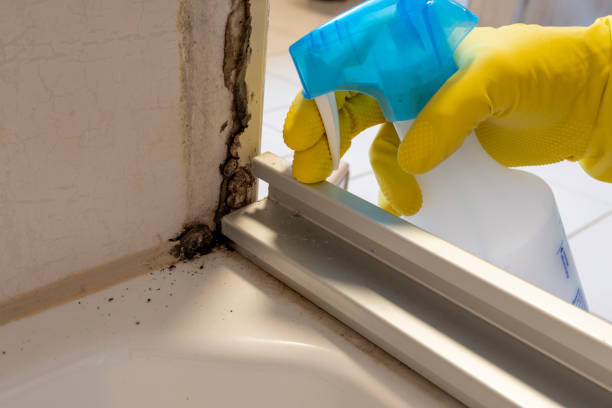 Trusted Mantachie, MS Mold Removal Experts