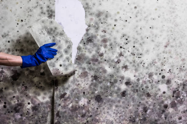 Best Office Mold Removal Services  in Mantachie, MS